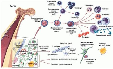 Специализированные хранилища клеток костного мозга: принципы и принципы их работы
