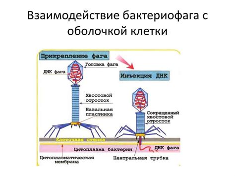 Специфичность прикрепления бактериофага к рецепторам клетки