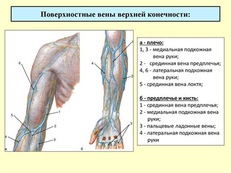 Способы определения местонахождения главной внутренней вены на верхней конечности