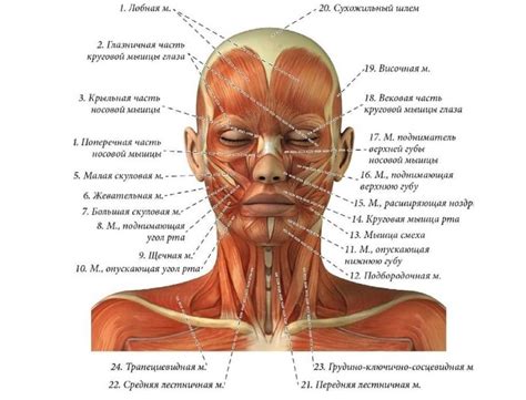 Способы определения местоположения углубления в области шеи и подбородка человека