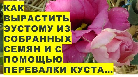 Способы отыскать публикации, которые вызвали восторг пользователя: простые и результативные