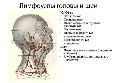 Способы ощупывания лимфоузлов в области головы