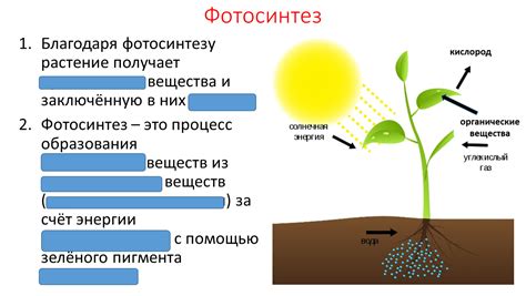 Способы питания растений: фотосинтез, хемосинтез, абсорбция