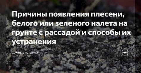 Способы предотвращения и устранения белого налета на гроздьях