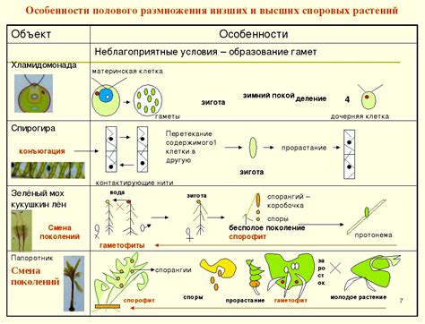 Способы размножения светящегося корня