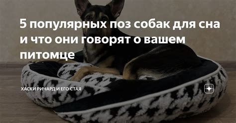 Способы сохранения памяти о любимом питомце после его ухода