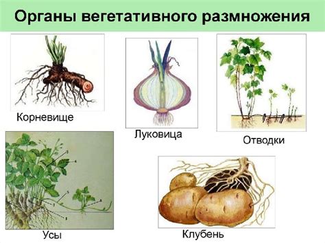 Способ размножения и активность