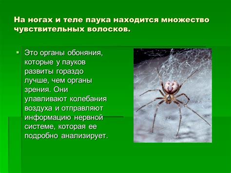 Сравнение особенностей строения и поведения пауков и насекомых