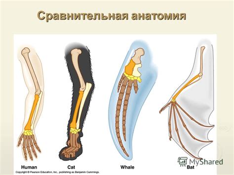 Сравнительная анатомия в поиске общих признаков