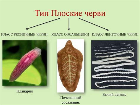 Среда обитания круглых червей и плоских червей: как они приспособлены