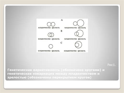 Стабильность и изменчивость во внутреннем мире эмбриона