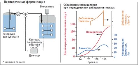 Стадии ферментации при производстве красного вина