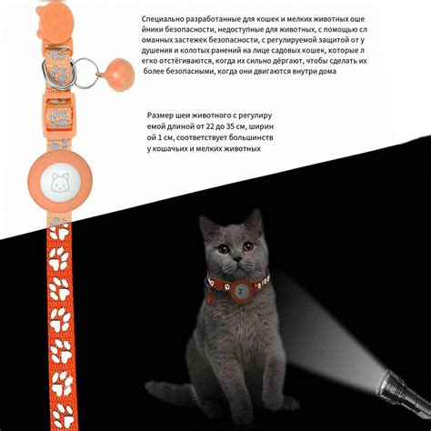Стандартные местоположения внутривенного доступа у кошек