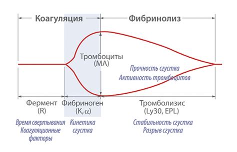 Стандарты исследования тромбоэластограммы и общая информация о времени свертывания плазмы