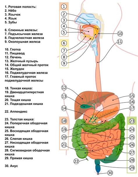 Становление системы пищеварения