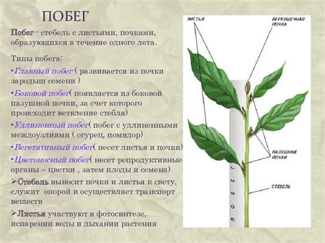 Стебли и побеги: ключевые резервуары питательных компонентов для роста и эволюции растений