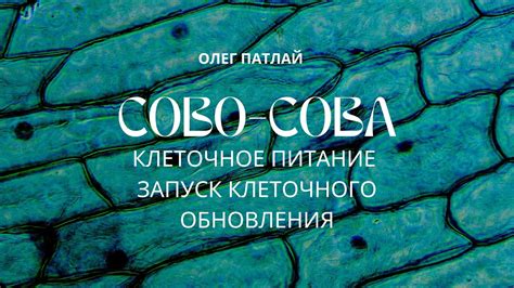 Стимуляция клеточного обновления