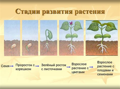 Стимуляция роста растения