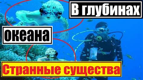 Странные существа в глубинах океанов