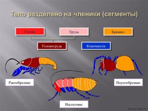 Стратегия захвата и освобождения рыбы членистоногих глупцов