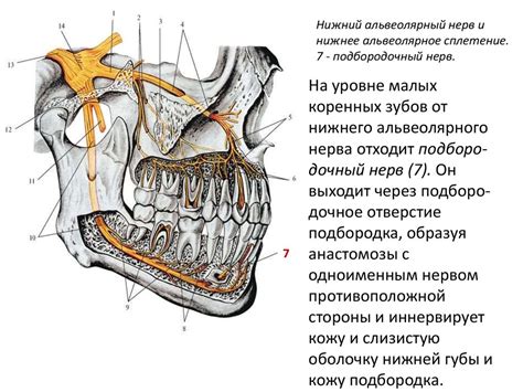 Строение верхней и нижней губы