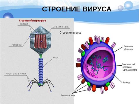 Строение вируса и бактерии