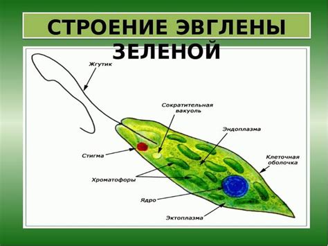 Строение и особенности эвглены зеленой