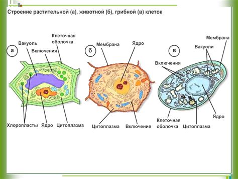 Строение и роли мезосом в клетках растений и животных