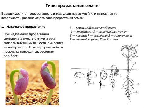 Строение и созревание однодольных и двудольных растений