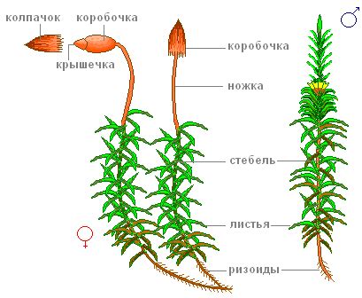 Строение и форма спорангия у кукушкина льна