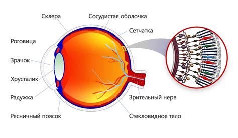 Строение и функции глазной сетчатки