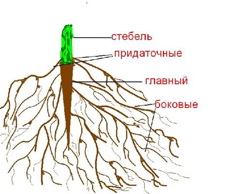 Строение и функции корневой системы калгана