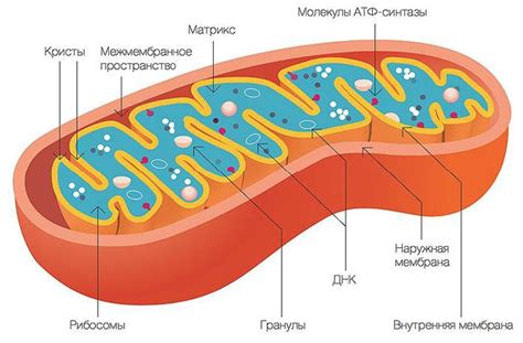 Строение и функции митохондрий