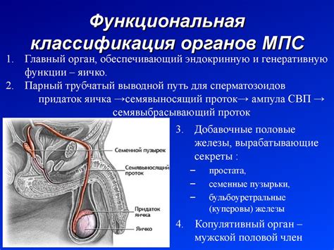 Строение и функции мужской половой системы