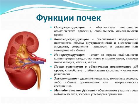 Строение и функции почек в поясничной зоне у представительниц прекрасного пола