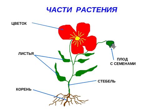 Строение и функции сосудистых и бессосудистых растений