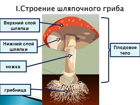 Строение и функции шляпки и ножки гриба