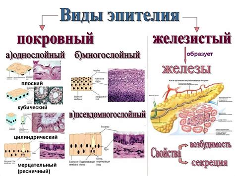 Строение и функции эпителиальной ткани