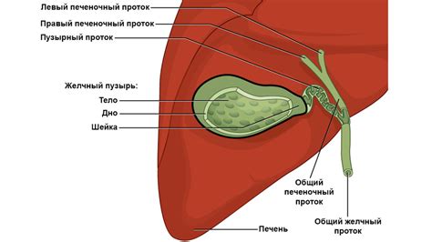 Строение и функция желчного пузыря