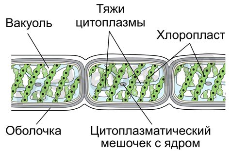 Строение клеток спирогиры: неповторимая организация и устройство