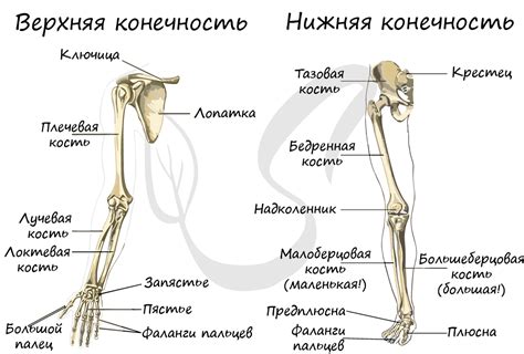 Строение конечностей человека: расположение суставов и костей