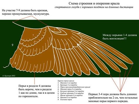 Строение крыльев: органы полета и адаптации