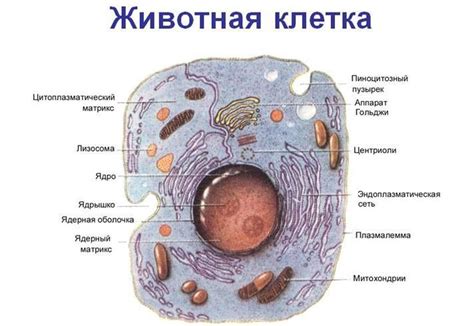 Строение мезосом в клетках животных: ключевые аспекты