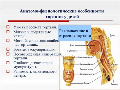 Строение надкостницы: анатомические особенности