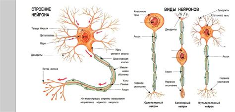 Строение нервных клеток и их компоненты
