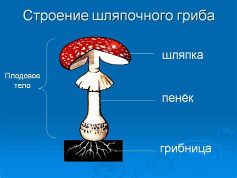 Строение ножки гриба и его особенности