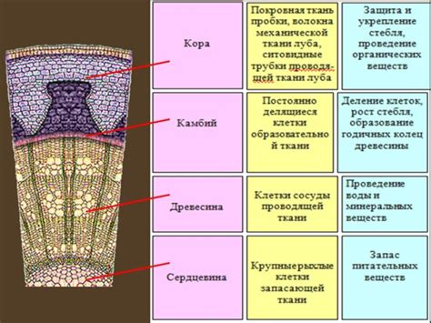 Строение покрытосеменных растений: обзор разнообразия форм и особенностей