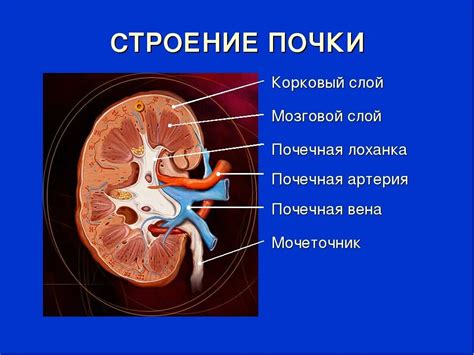 Строение почки: анатомия и функции