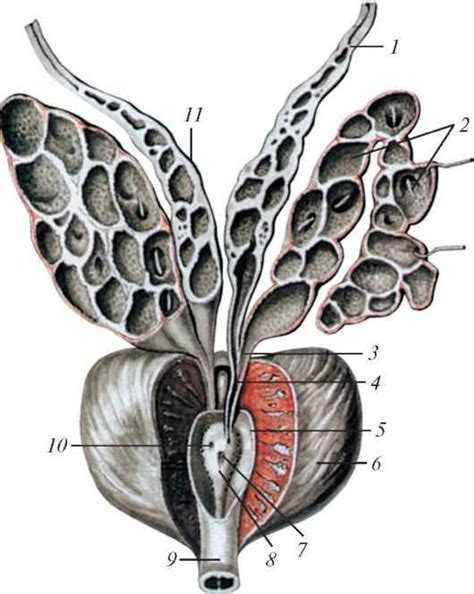 Строение семенных каналов: основные аспекты