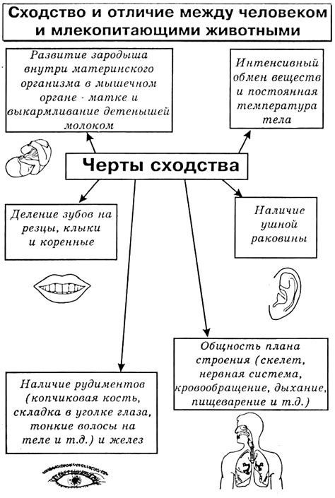 Строение скелета: различия между человеком и животными